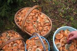 Простые рецепты соленых грибов на зиму